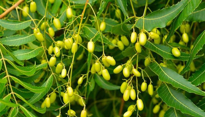 Lá neem còn được gọi là mã đề Ấn Độ