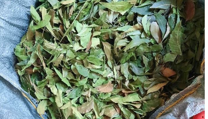 Lá neem cần sử dụng đúng cách để cho hiệu quả tốt nhất