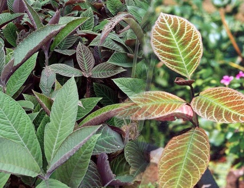 Lá khôi tía – Bí quyết dân gian giúp dịu trào ngược dạ dày