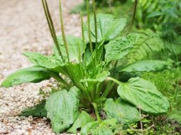 Mã đề còn được gọi là xa tiền thảo