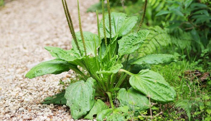 Mã đề còn được gọi là xa tiền thảo