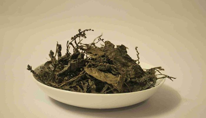 Mã đề nổi tiếng trong việc thanh nhiệt giải độc cơ thể