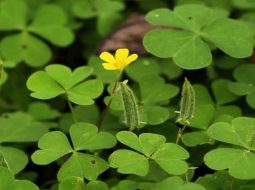 Me đất rất thường gặp bên bờ ruộng hay vườn nhà