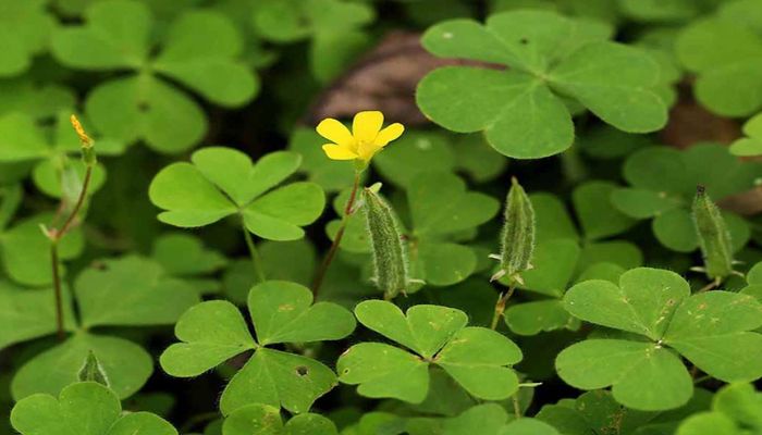 Me đất rất thường gặp bên bờ ruộng hay vườn nhà