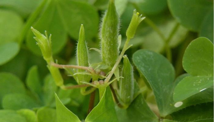 Bài thuốc từ me đất cho hiệu quả thanh nhiệt giải độc tốt