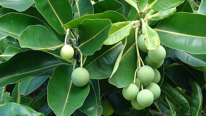 Lá Mù U - Mẹo Dân Gian Chữa Mề Đay Từ Lão Tuấn