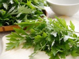 Ngải cứu là vị thuốc mọc quen thuộc trong vườn nhà