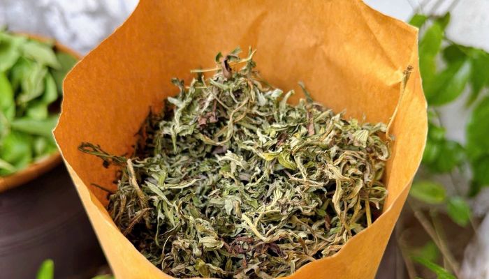 Ngải cứu rất nổi tiếng trong giảm đau nhức xương khớp