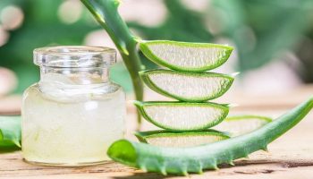 Nha đam còn được biết đến với tên gọi quen thuộc là lô hội