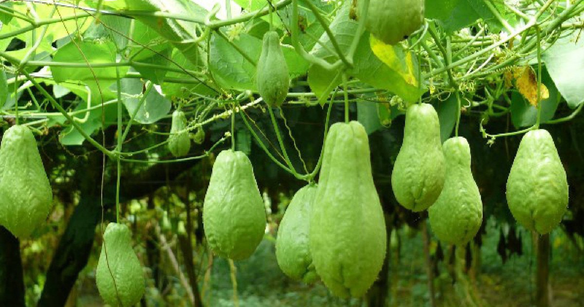 Ăn su su có bị đau xương khớp không? Lão nói cho rõ!