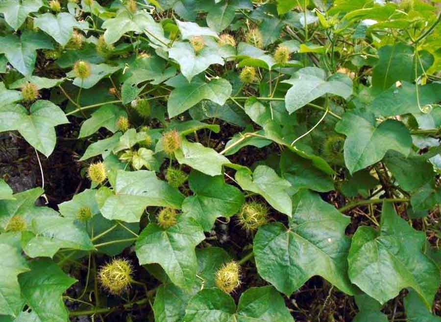 Những Cây Thuốc Trị Mất Ngủ Tốt Nhất – Lão Tuấn Chia Sẻ