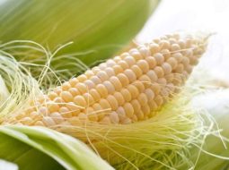 Rau ngô được Y học cổ truyền đánh giá có rất nhiều lợi ích cho sức khỏe