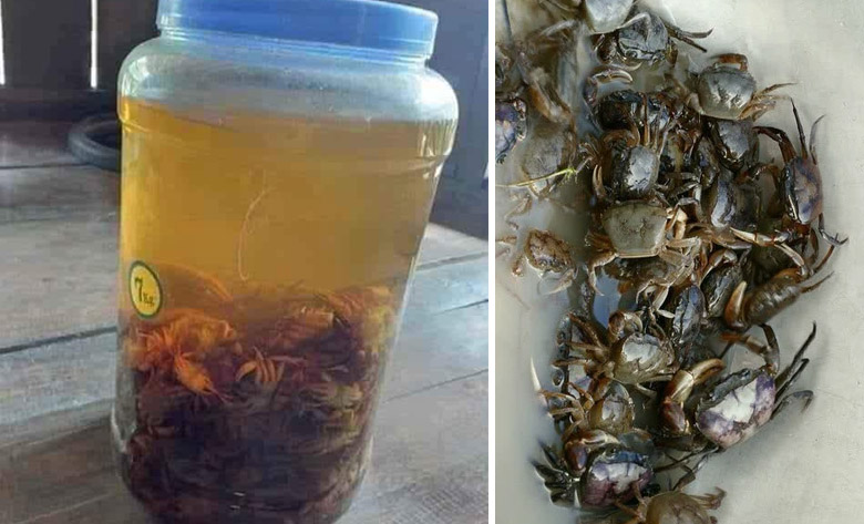 Cua đồng ngâm rượu chữa bệnh xương khớp – Lão Tuấn lý giải