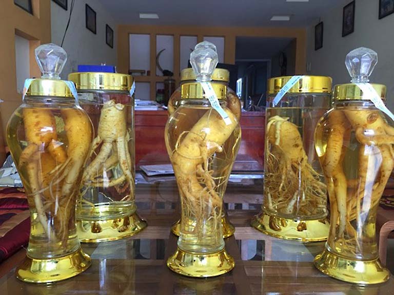 Uống rượu đinh lăng có tốt cho xương khớp không?