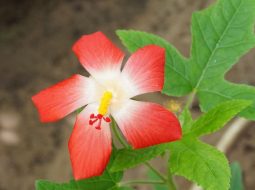 Sâm bố chính thuộc họ cẩm quỳ