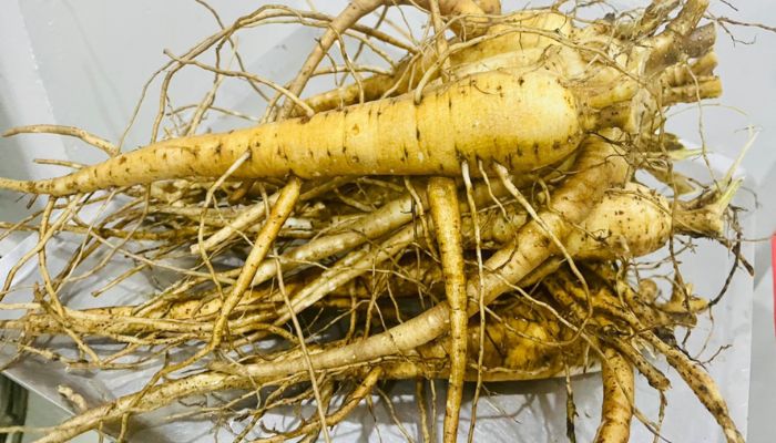 Sâm giúp cơ thể hồi phục sức khỏe, tăng cường miễn dịch