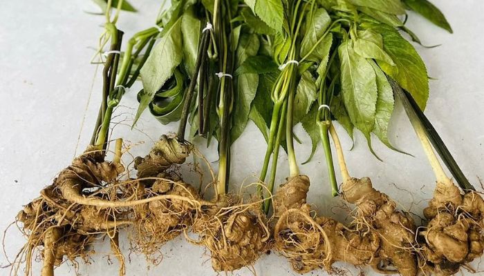 Sâm ngọc linh rất tốt cho người mới ốm dậy