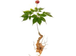 Sâm ngọc linh thuộc họ nhân sâm