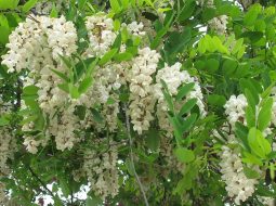 Tác dụng của hoa hòe chữa mất ngủ: Mẹo dân gian dễ áp dụng tại nhà