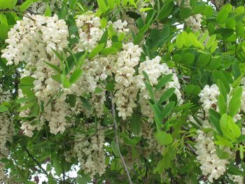 Tác dụng của hoa hòe chữa mất ngủ: Mẹo dân gian dễ áp dụng tại nhà