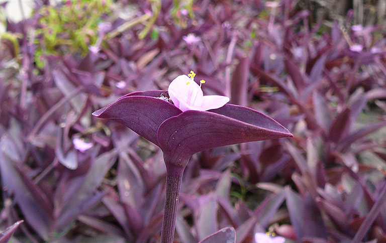 Thài lài tía – Vị thuốc dân dã hỗ trợ đau nhức xương khớp