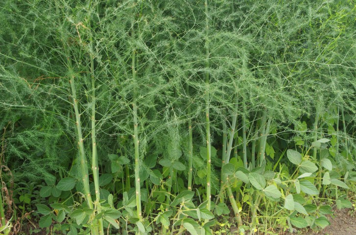 Bài thuốc từ măng tây giúp thanh phế