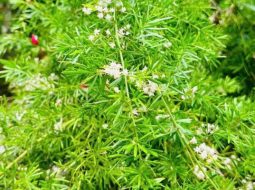 Thiên môn đông thuộc họ măng tây