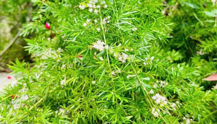 Thiên môn đông thuộc họ măng tây