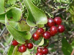 Thổ phục linh thuộc họ khúc khắc