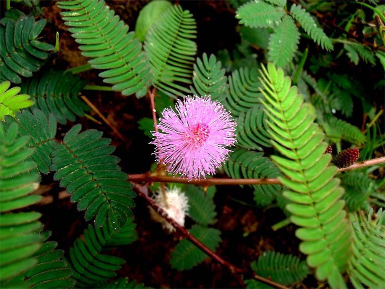 Cây Thuốc Nam Chữa Mất Ngủ – Giải Pháp Từ Y Học Cổ Truyền