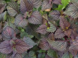 Tía tô được dùng trong khá nhiều bài thuốc của dân gian