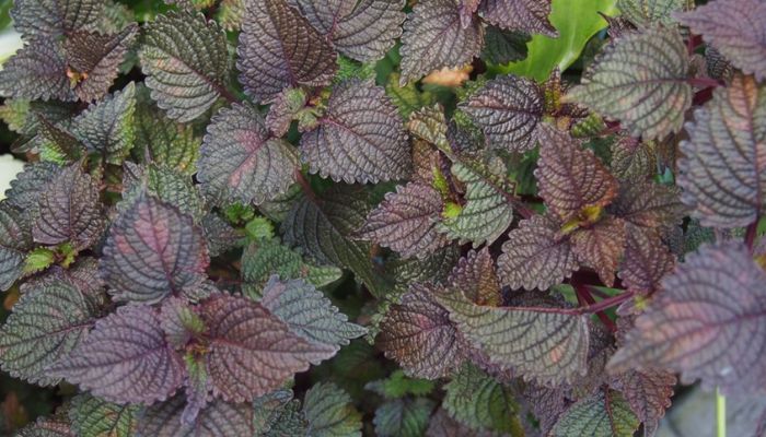 Tía tô được dùng trong khá nhiều bài thuốc của dân gian