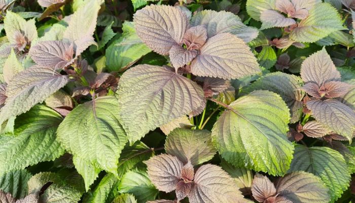 Tía tô thuộc vào họ Hoa môi