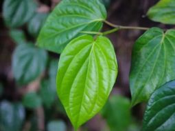 Trầu không thuộc họ hồ tiêu