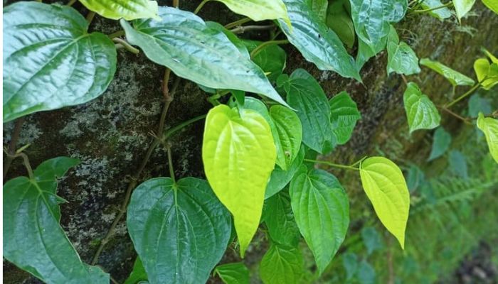 Lá trầu được dùng rất nhiều trong bài thuốc giảm viêm từ xa xưa