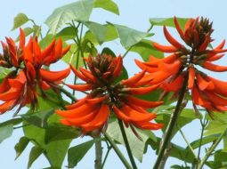 Cây vông nem thuộc họ đậu