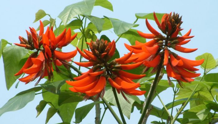 Cây vông nem thuộc họ đậu