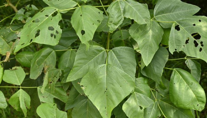 Vông nem hỗ trợ tốt cho giấc ngủ của bà con