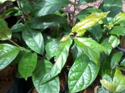 Cần sử dụng xạ đen theo hướng dẫn cụ thể từ thầy thuốc