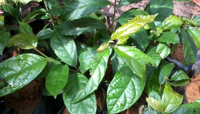 Cần sử dụng xạ đen theo hướng dẫn cụ thể từ thầy thuốc