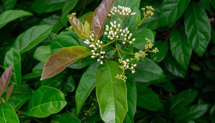 Xạ đen chủ yếu dùng thân và lá làm thuốc