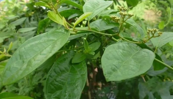 Xạ vàng là cây thuộc họ cúc