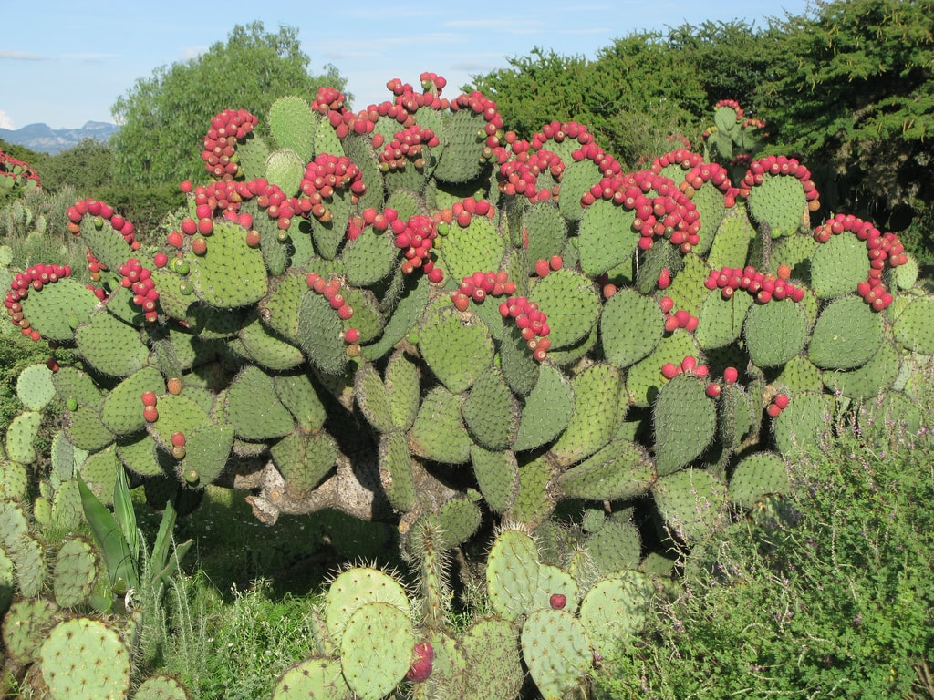 Cây xương rồng chữa xương khớp: Mẹo dân gian, chớ xem thường!