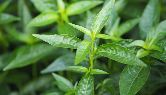 Xuyên tâm liên có tác dụng thanh nhiệt, giải độc, tiêu viêm rất tốt