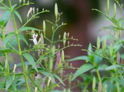 Xuyên tâm liên còn được gọi là Công Cộng