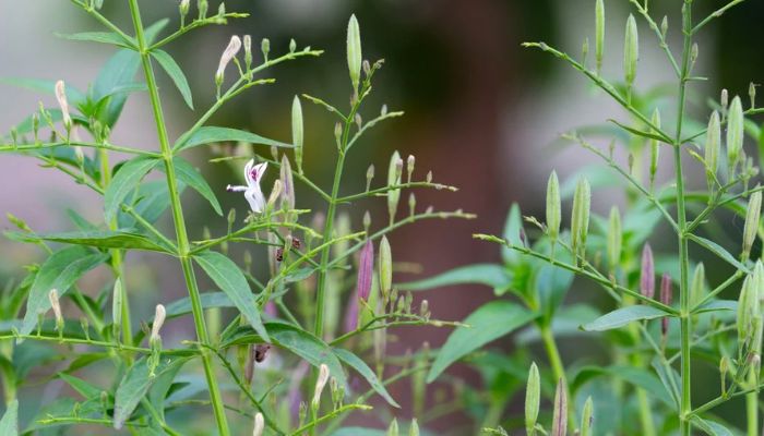 Xuyên tâm liên còn được gọi là Công Cộng