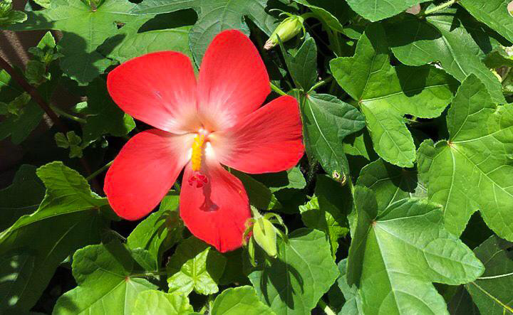 Cây sâm báo là một loại dược liệu quý