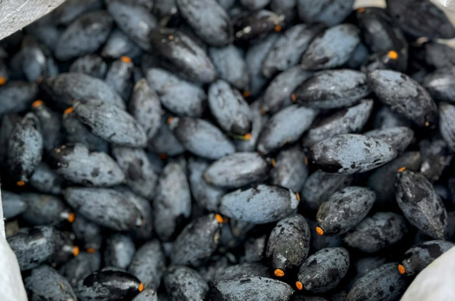 Bà con có thể dùng trám đen làm vị thuốc tại nhà