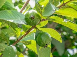 Bí quyết chữa viêm đại tràng bằng lá ổi: Cứu tinh từ vườn nhà giúp bà con an ổn đường tiêu hóa