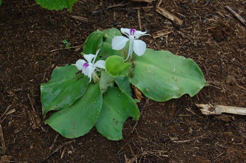 Địa liền chủ yếu dùng trong các bài thuốc xương khớp và tiêu hóa